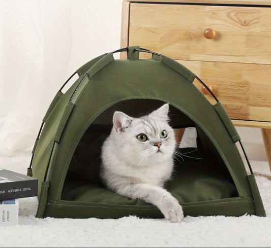 Cat inside a green tent on a carpeted floor with a wooden cabinet and potted plants in the background.